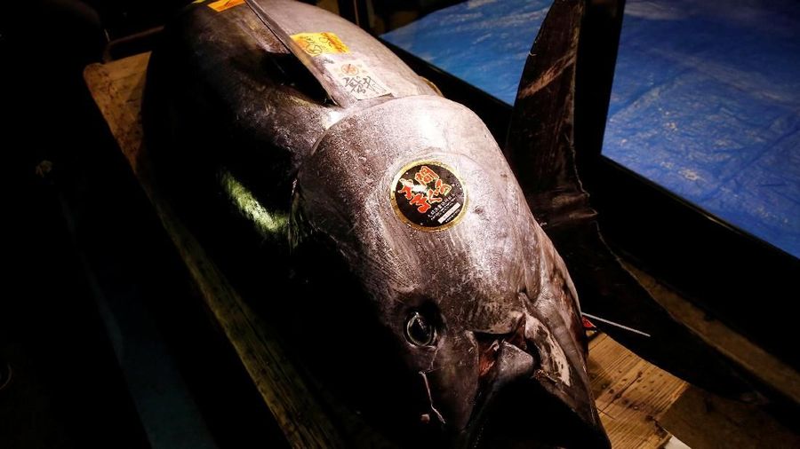 Journalists film a 278kg bluefin tuna, priced with a 333,600,000 yen bid is pictured in front of sushi restaurants Sushi Zanmai in Tokyo, Japan, January 5, 2019. REUTERS/Kim Kyung-Hoon TPX IMAGES OF THE DAY