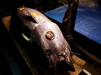 KKP Bakal Geber Budidaya Tuna di RI, Begini Caranya