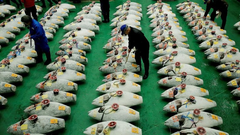 Pada lelang ini tercipta rekor baru penjualan ikan tuna raksasa dengan harga 333,6 juta yen atau sekitar Rp 43,7 miliar.
