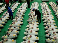 Ini Alasan Susi Ngotot Minta Jepang Hapus Bea Masuk Tuna RI
