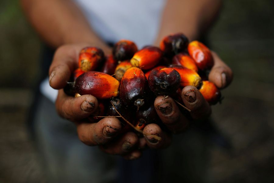 Ilustrasi Kelapa Sawit cpo palm oil
