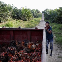 RI-India Siap Trade Off Bea Masuk CPO dan Gula