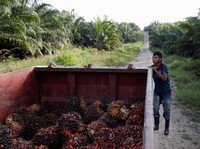 Gapki: Produksi CPO RI Naik 5% di 2019