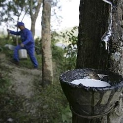 Pabrik Karet RI Bertumbangan, Pengusaha Ingatkan Ancaman dari Eropa