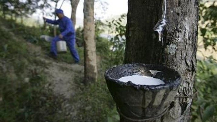 A worker collects latex from a rubber tree in Sanya, in Hainan province in this November 6, 2007 file photo. Scientists are worried that the expansion of rubber plantations to feed China's voracious tyre industry, the world's largest, will destroy the ecosystem of Xishuangbanna, tucked between China's borders with Laos and Myanmar. REUTERS/Andy Gao/Files