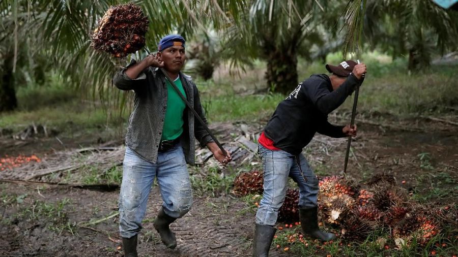 FILE PHOTO: Workers collect palm oil fruit at a plantation in Chisec, Guatemala December 19, 2018. REUTERS/Luis Echeverria/File Photo