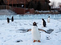 Lucunya Tingkah Para Penguin di Festival Es Harbin