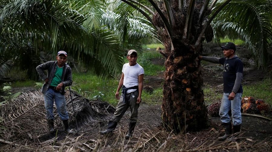 FILE PHOTO: Workers are seen at a palm oil plantation in Chisec, Guatemala December 19, 2018. REUTERS/Luis Echeverria/File Photo
