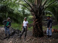 'Diguyur' Kabar Baik, Maaf....Harga CPO Gak Bisa Naik Banyak