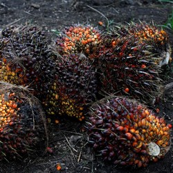 Ikuti Harga Minyak Dunia, CPO Berbalik Cerah