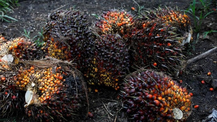 FILE PHOTO: Palm oil fruits are pictured at a plantation in Chisec, Guatemala December 19, 2018. REUTERS/Luis Echeverria/File Photo