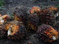 Harga Jeblok, Laba 7 Produsen CPO Rontok & Bikin Madesu