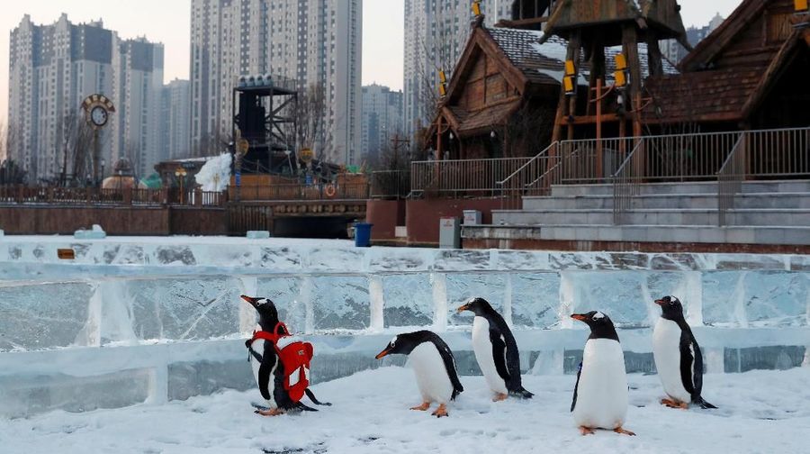 Acara ini merupakan festival musim dingin yang setiap tahunnya diadakan di Harbin, China.