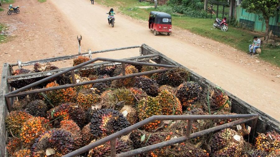 FILE PHOTO: A truck loaded with palm oil fruits is pictured in the village where Jakelin, a 7-year-old girl who died in U.S. custody, used to live in San Antonio Secortez, municipality of Raxruha, Guatemala December 16, 2018. REUTERS/Josue Decavele/File Photo