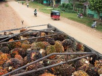 Ambruk 3 Hari, CPO Bangkit, Awas PHP Bos Sawit!