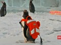 VIDEO: Enam Pinguin Nikmati Kandang Terbuka di China