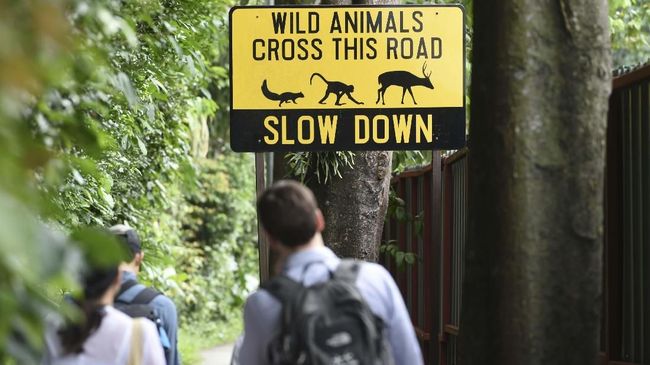 Rencana Hutan Buatan Singapura Dikritik Pecinta Lingkungan