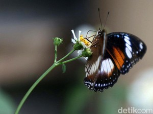 Ternyata Kupu-kupu dan Ngengat Masih Ingat Saat Jadi Ulat