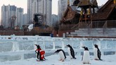 Penguin gentoo menjadi salah satu daya tarik promosi festival es tahunan di Harbin, Provinsi Heilongjiang, China. (Reuters/Tyrone Siu)