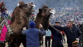 Setidaknya, diperkirakan ada 1.200 unta Tulu tersebar di Turki. Kebanyakan dikembangbiakkan untuk pertandingan. (REUTERS/Murad Sezer)