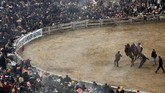 Setiap hari Minggu ketiga pada Januari, masyarakat Selcuk di Turki menggelar acara Selcuk-Efes Camel Wrestling Festival. (REUTERS/Murad Sezer)