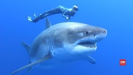 VIDEO: Penampakan Hiu Putih Raksasa di Hawaii