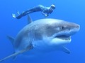 VIDEO: Penampakan Hiu Putih Raksasa di Hawaii