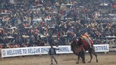 Festival gulat yang dikhususkan untuk unta ini sudah berlangsung selama ribuan tahun dan bisa berlangsung hingga Maret. (REUTERS/Murad Sezer)