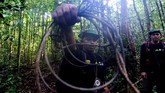 Selain kelapa sawit, beberapa oknum juga memasang perangkap untuk menjebak Harimau Sumatra. Para ranger kerap melakukan aksi bersih-berish ranjau, guna menyelamatkan satwa endemik itu.