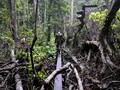 FOTO: Menjaga Marwah Hutan Aceh