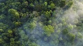 Keanekaragaman dan kekayaan hutan di Aceh sudah seharusnya dilindungi dari tangan-tangan jahil, karena jika diseragamkan para satwa itu tidak akan punya tempat berlindung.