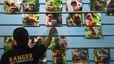 Dalam radius satu kilometer, ada sekitar tujuh sampai sepuluh Orangutan di Suaq Balimbing.