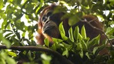 Seekor Orangutan berada di kawasan stasiun riset Suaq Balimbing, Kecamatan Kluet Selatan dan Kluet Timur, Kabupaten Aceh Selatan.