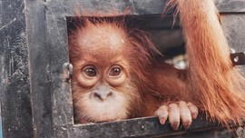 Ditembak 74 Kali, Orangutan Aceh Selamat dari Masa Kritis