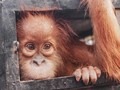 Ditembak 74 Kali, Orangutan Aceh Selamat dari Masa Kritis