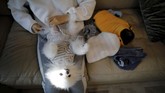 Tak cuma itu, dia juga mendandani anjingnya dengan baju senilai US$50 setiap kali Imlek tiba dan mereka harus berkunjung ke rumah ibunya. (REUTERS/Kim Hong-Ji)
