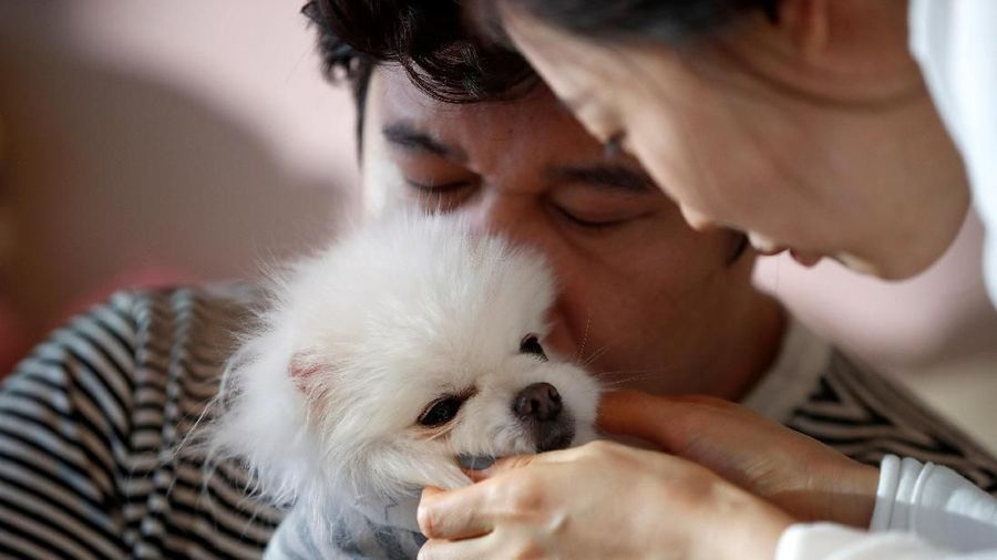 Biaya membesarkan anak yang dinilai sangat mahal, membuat pasangan di Korea Selatan lebih pilih Melihara hewan