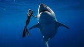 Seekor hiu yang ditengarai termasuk 'Deep Blue' atau mahluk-mahluk terbesar di muka bumi, berenang ke perairan pantai Hawaii, AS. (@JuanSharks/@OceanRamsey/Juan Oliphant/oneoceandiving.com via REUTERS)