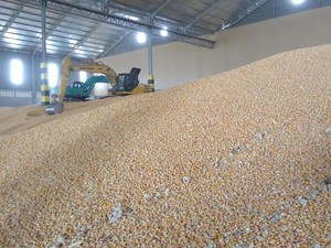 Impor Jagung Disetop!