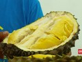 VIDEO: Cara Jitu Memilih Durian Bermutu