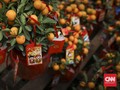 Cap Go Meh dan Ritual Lempar Jeruk untuk Dapat Jodoh