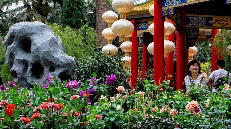 Pameran bunga Dahlia Dreams diselenggarakan menjelang perayaan Tahun Baru Imlek.