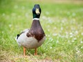 Matinya Si Bebek Paling Kesepian di Samudra Pasifik Selatan