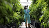 Sejumlah media Israel melaporkan bahwa negara tersebut dapat mulai mengirim ganja paling cepat sembilan bulan lagi. (Reuters/Amir Cohen)