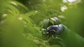 Beberapa pembuat kebijakan sempat berupaya menggagalkan undang-undang ini karena khawatir semakin banyak penyalahgunaan ganja. (Reuters/Amir Cohen)