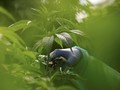 Canberra Jadi Kota Pertama Australia yang Legalkan Ganja