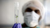 Di bawah undang-undang ini, perusahaan pemegang izin badan kesehatan dan kepolisian dapat mengekspor ganja medis ke negara-negara yang memang memperbolehkan penggunaan mariyuana untuk alasan kesehatan. (Reuters/Amir Cohen)
