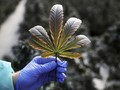 Swiss Izinkan 5 Ribu Orang Pakai Ganja untuk Penelitian
