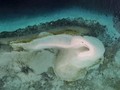 Meko, Pulau 'Pink' di Flores Timur yang Timbul Tenggelam