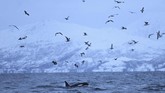 Ikan Haring, yang merupakan santapan favorit Orca, adalah alasan utama kenapa Paus Pembunuh itu bermigrasi.
